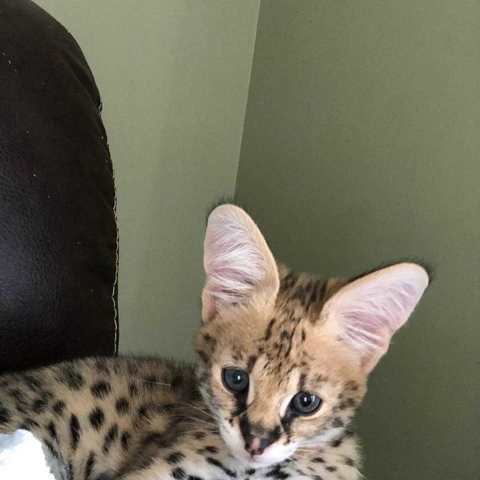 Pui de serval superb