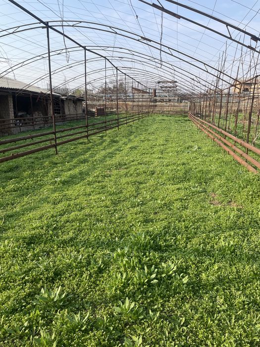 Bepul o’t o’lanlar bor