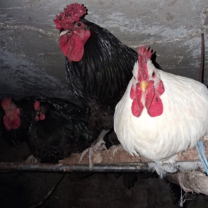 Vând 10 cocoși tineri