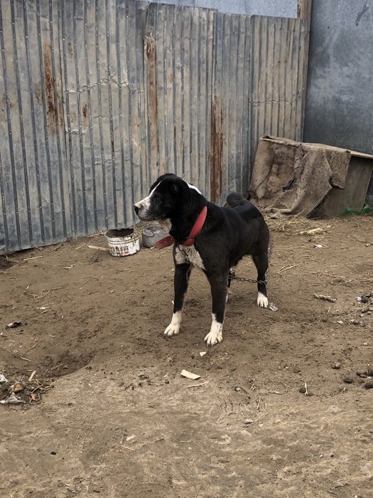 Таза қанды ұрғашы алабай