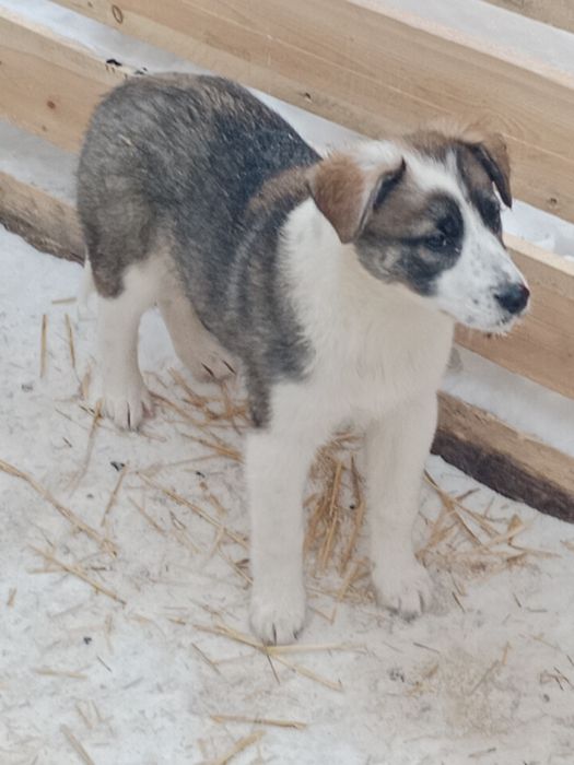 Щенки двортерьера