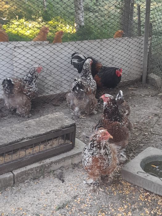 Vand gaini brahma hd și brahma culoarea porțelan