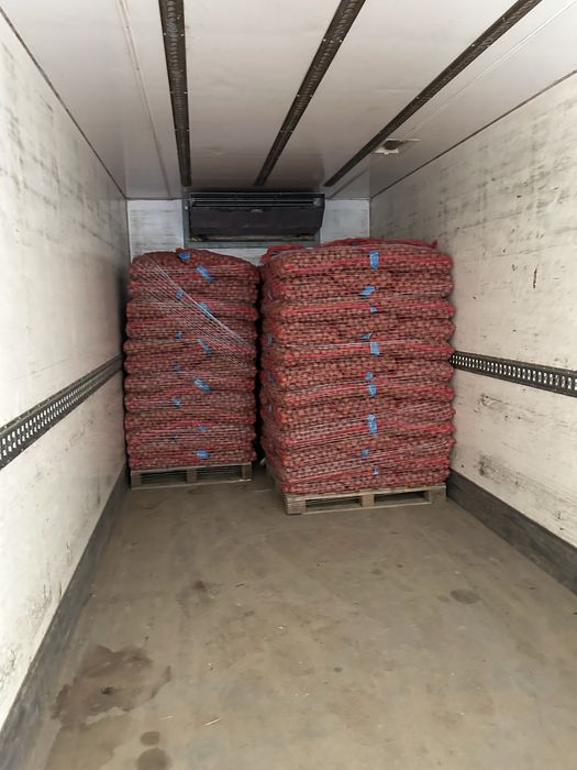 Cartofi de sămânța Bellarosa