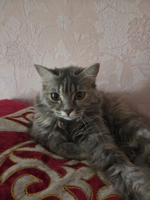 Котенок, митис сибирской, 8 мес