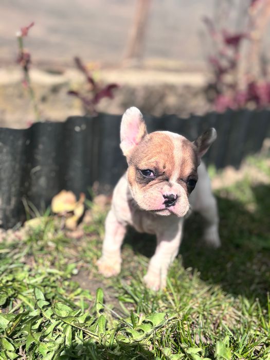 Френски булдог 200€