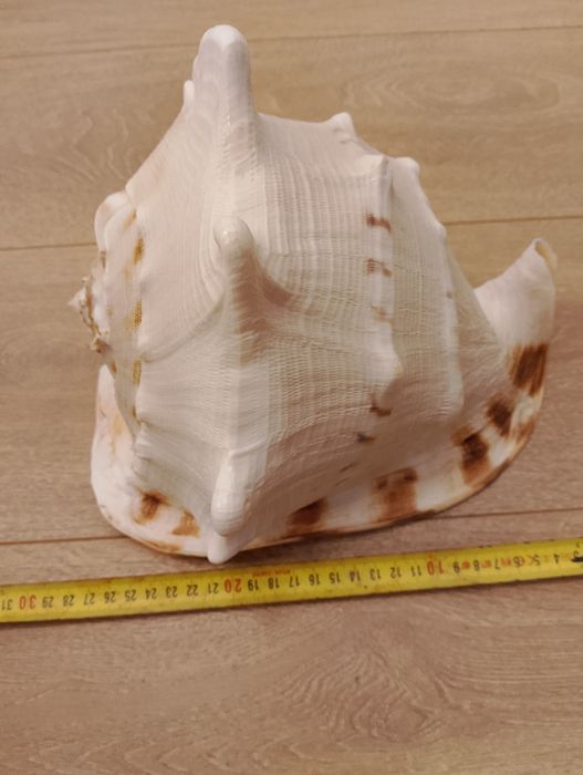 Vând scoica  naturală masivă 25 cm