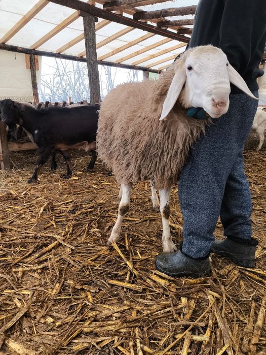 Vând berbec vârsta 2 ani