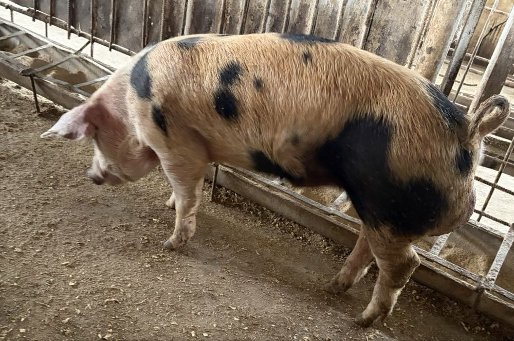 Продаются породистые кабаны