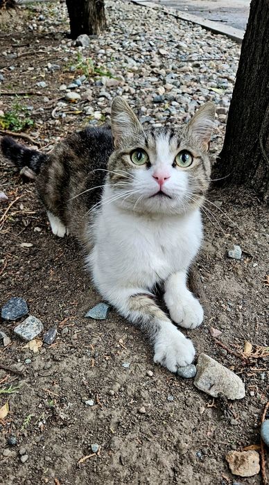 SOS!!! Котик срочно ищет хозяина!