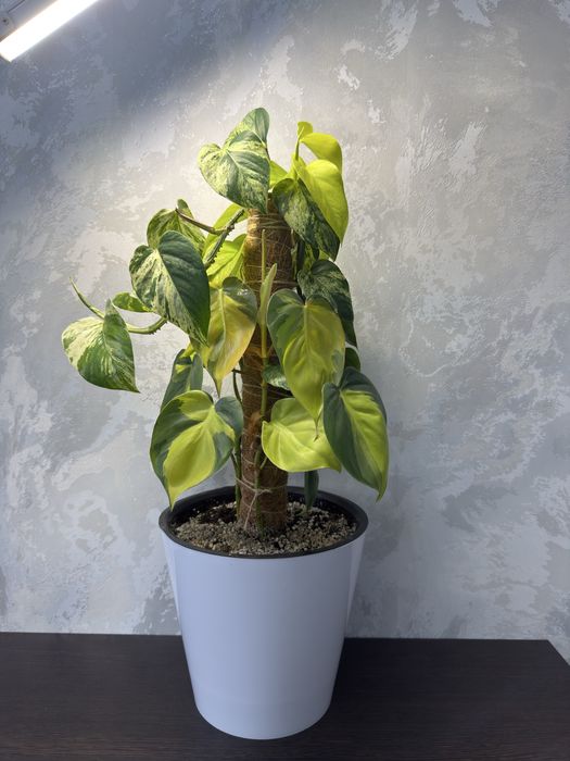 Эпипремнум на опоре