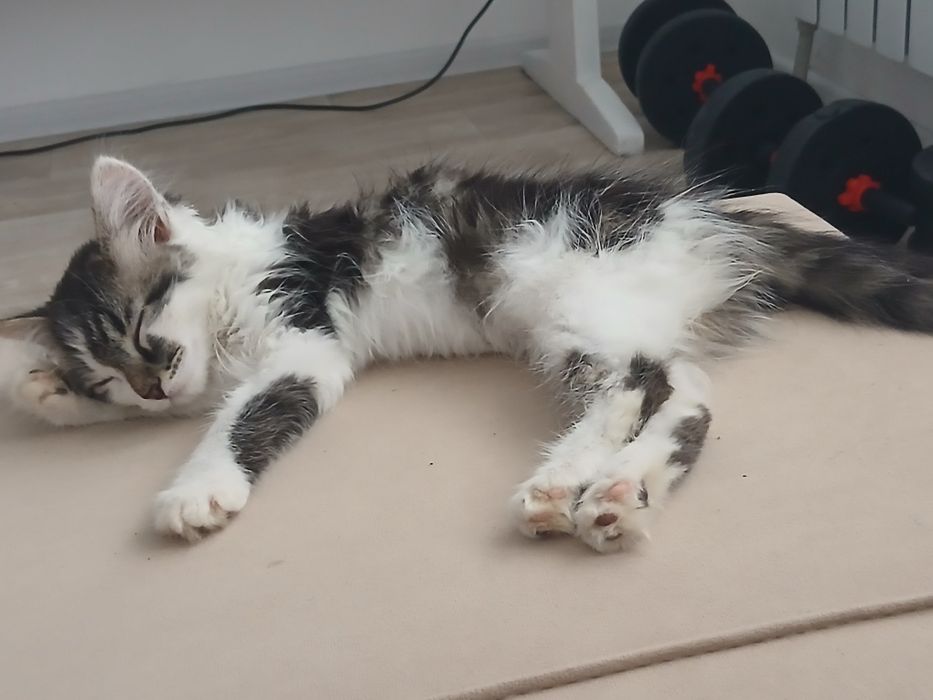Отдам котёнка девочку