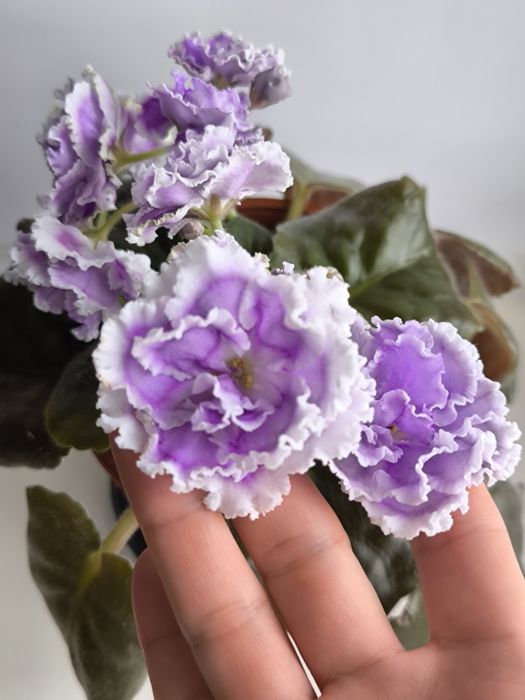 Сортовые комнатные фиалки