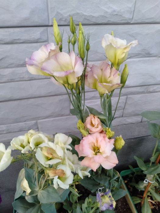 Эустома в горшках