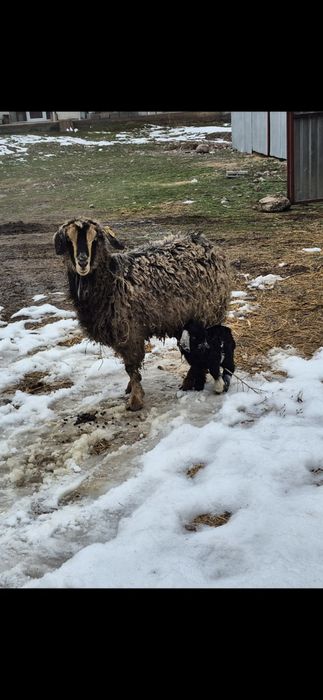 Ешкі лағымен сатылады-Коза с козлятами продается