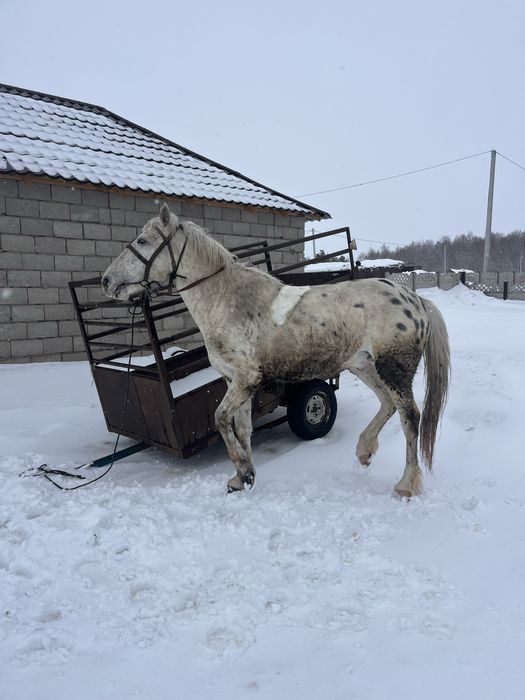 продам жеребца чубар