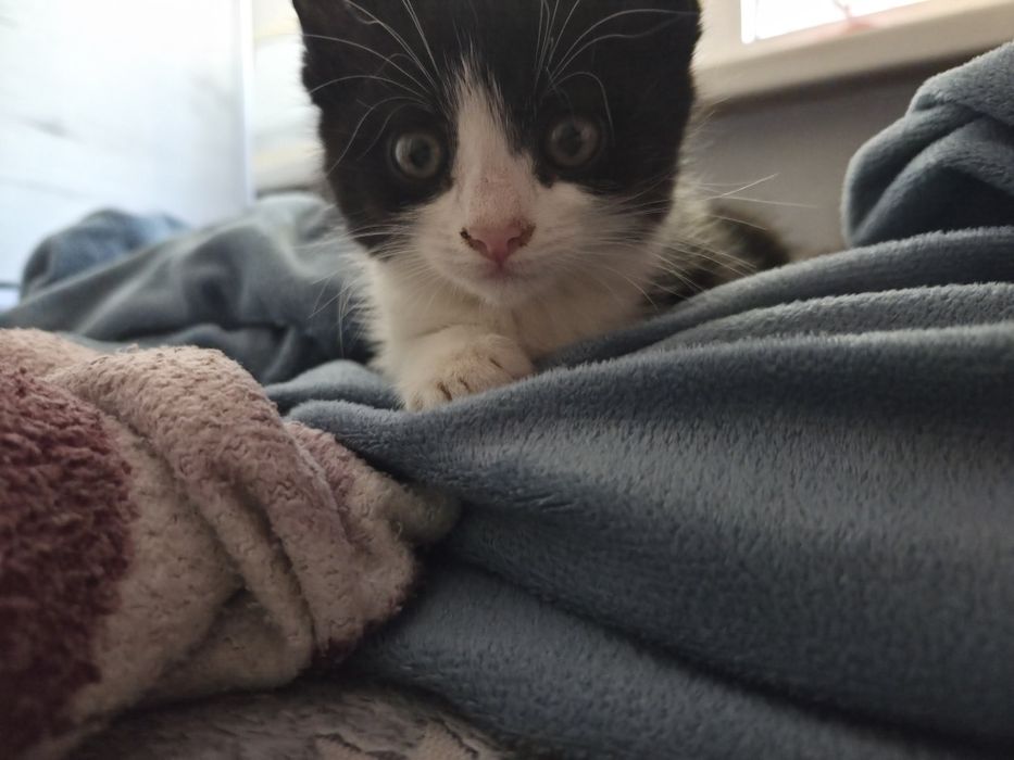 Отдаем двух котят