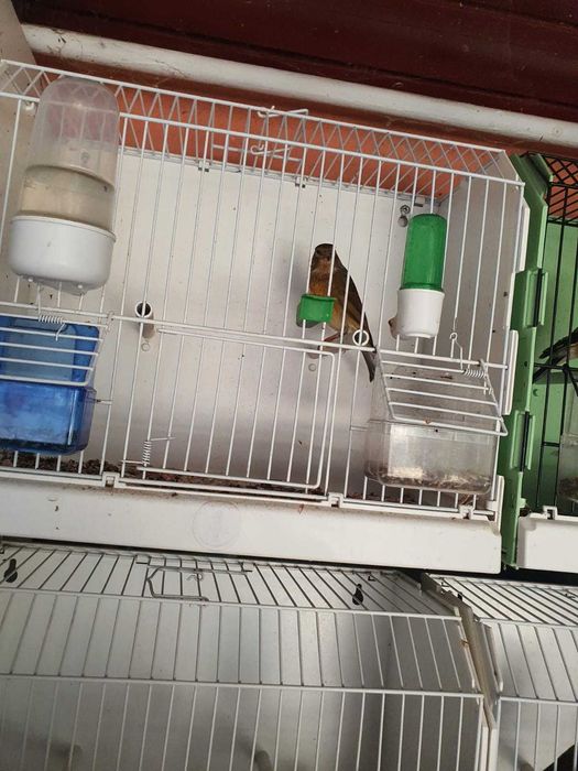 Canari de vanzare si colivii