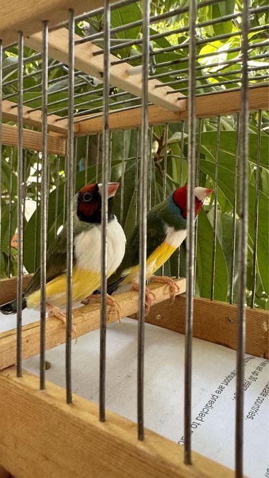 Амадина гульда