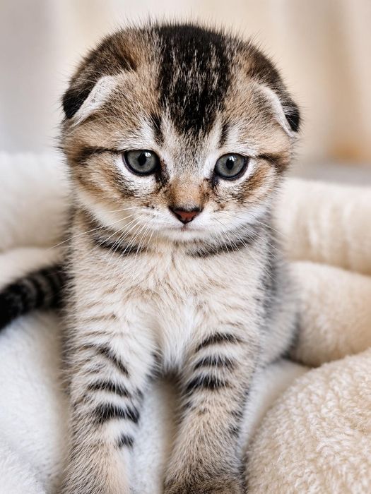Шотландски клепоухи котета