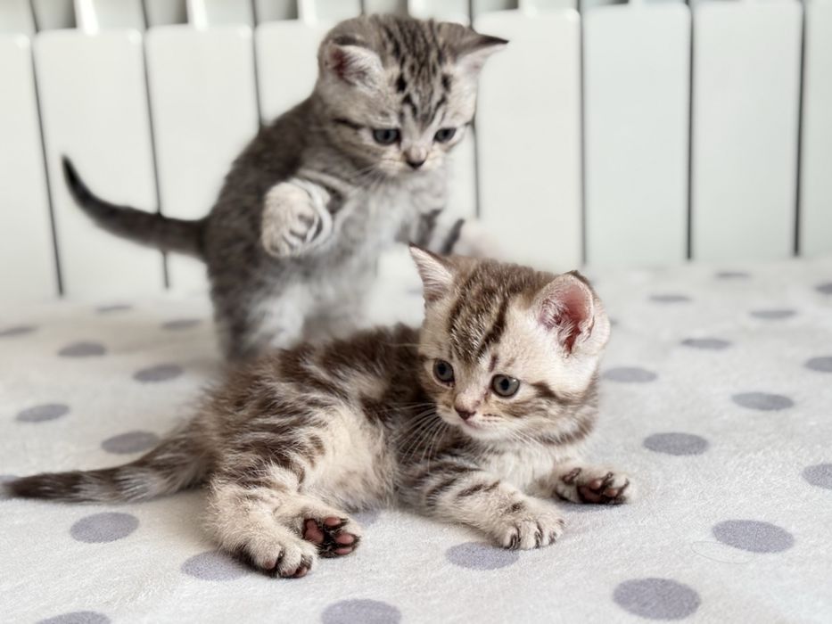 Продам британских  котят