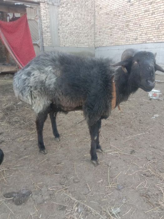 Кучкор сотилади соглом