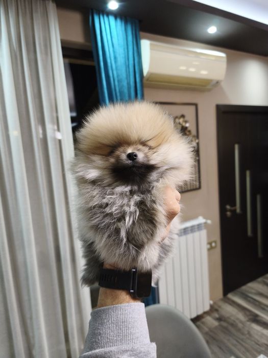 Померан мъжки и женски