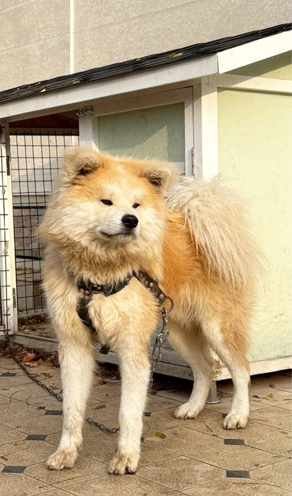 Продоется Акита Ину