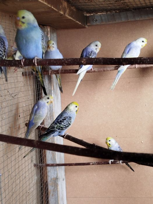 Радужные волнистые попугаи