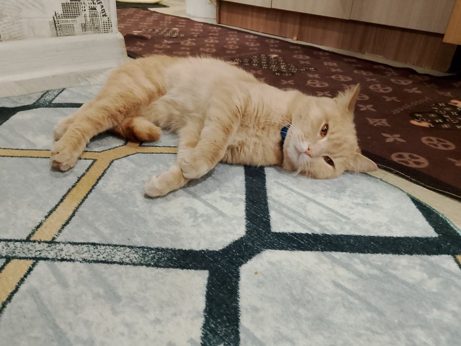 Отдам в добрые руки