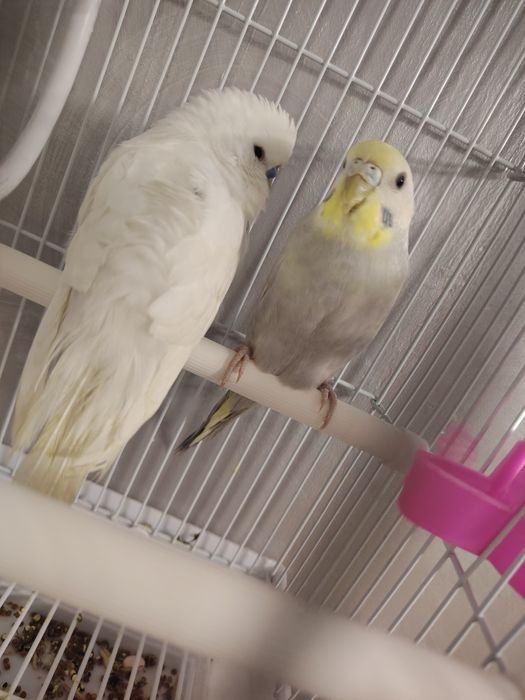 Папугай за 15000т Продам