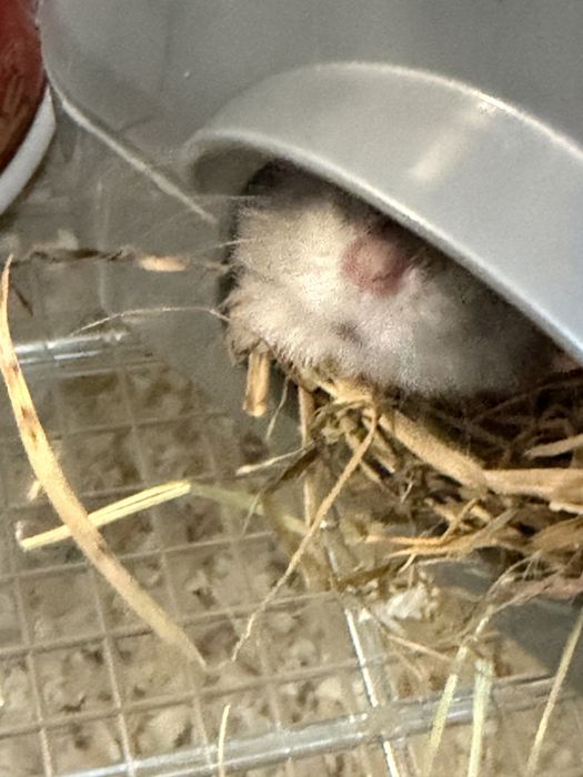Donez hamster, fără cușcă