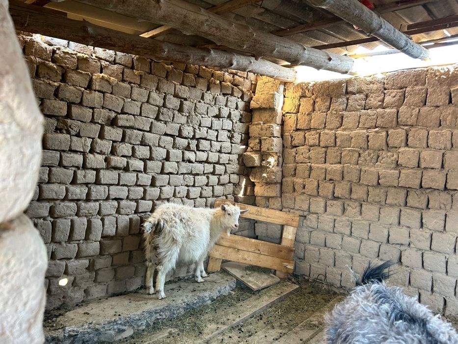 Орыс ешкі лағымен