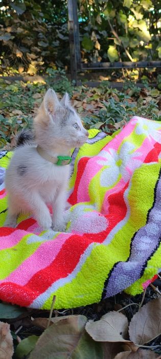 Котята ищут добрые руки