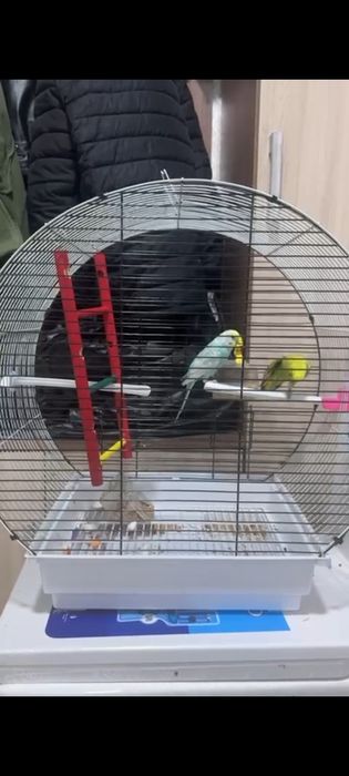 Волнистые попугаи