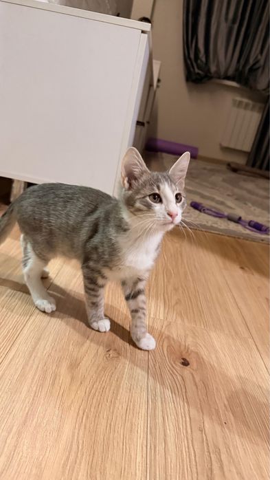 котенок в добрые  руки