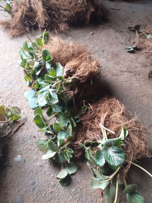 Vand stoloni de capsuni  soiul magici