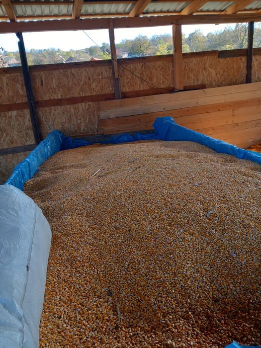 Porumb Grâu și orzoaica