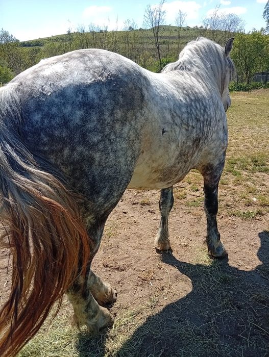 Vând iapa de 5 ani garantată
