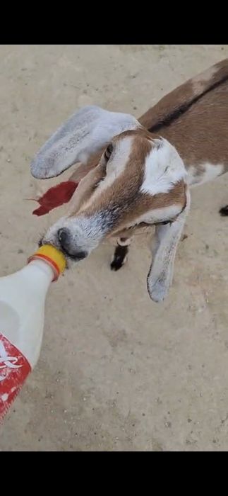 Сүтті парода ешкілер