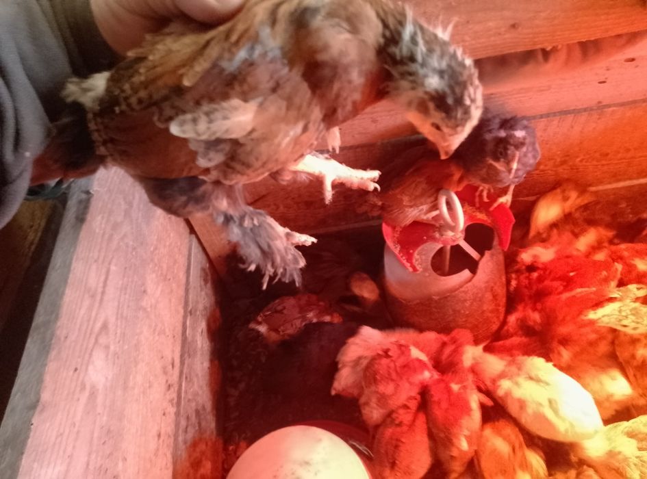 Vînd pui de găină de casa