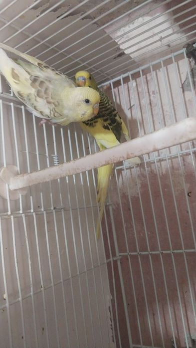 1.ta qafasi bilan 2dona papugay 200ming sum