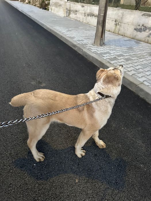 Кучето е на 6 месеца