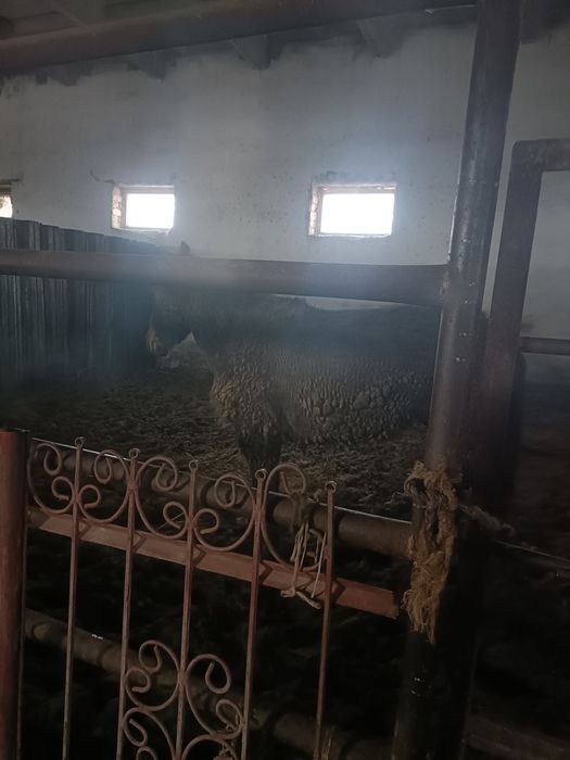 Дөнежін байталдар