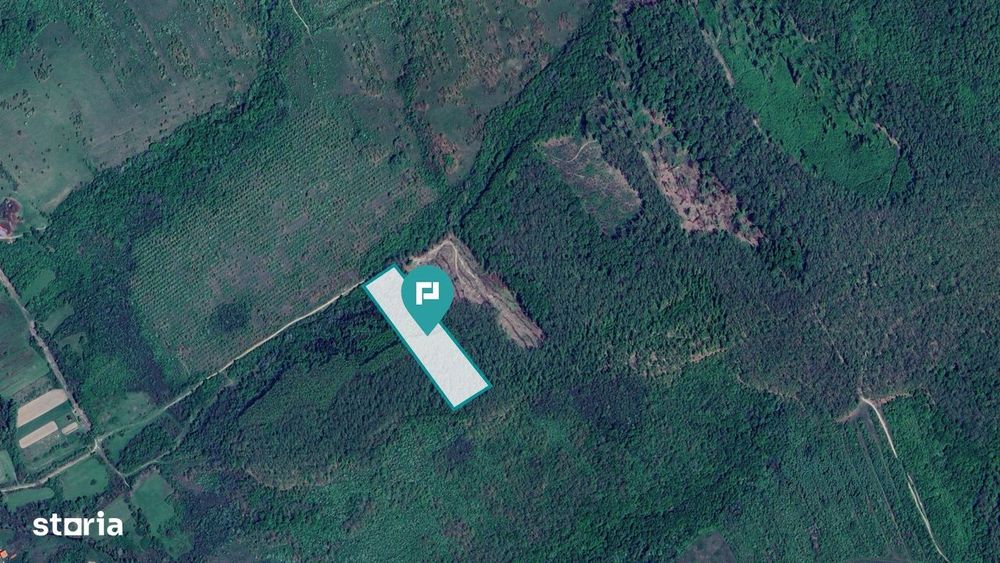 Pădure de foioase – Dorgoş, judeţul Arad