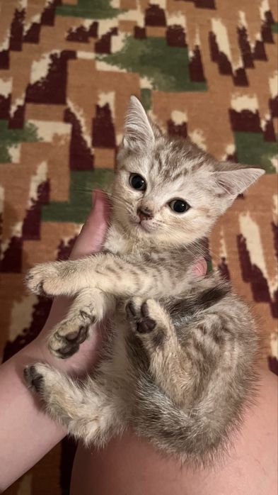Котята от британца