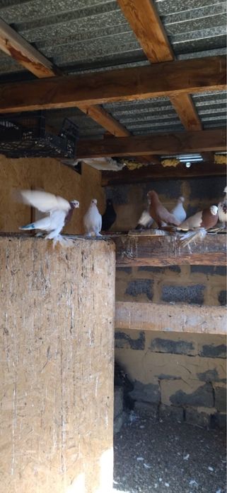 Продаются голуби разных пород