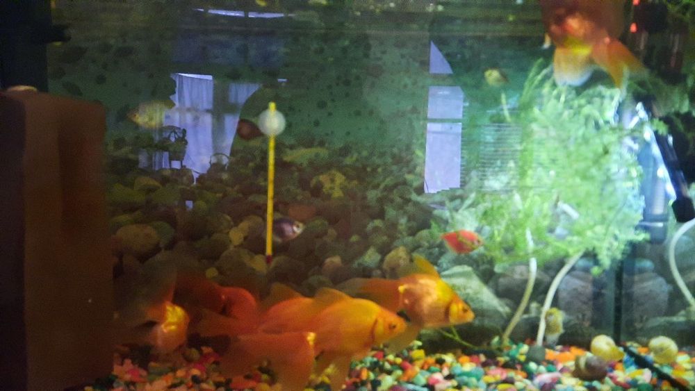 Аквариум большой