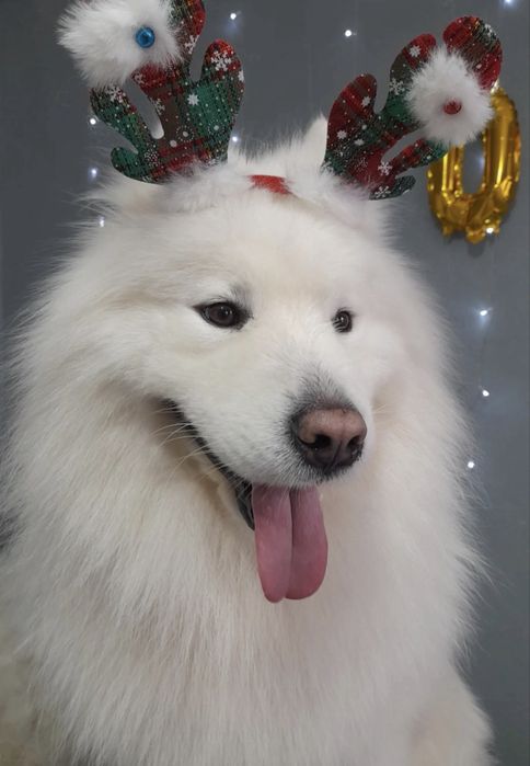 Вязка кобель самоед