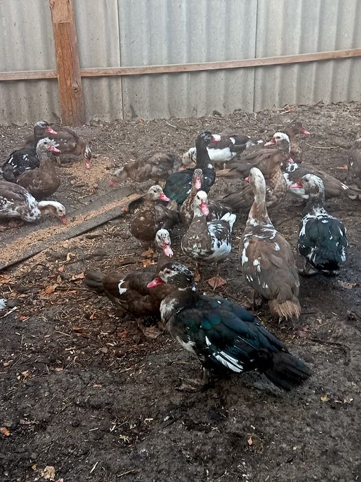 Продаются индоутки . 5000т.