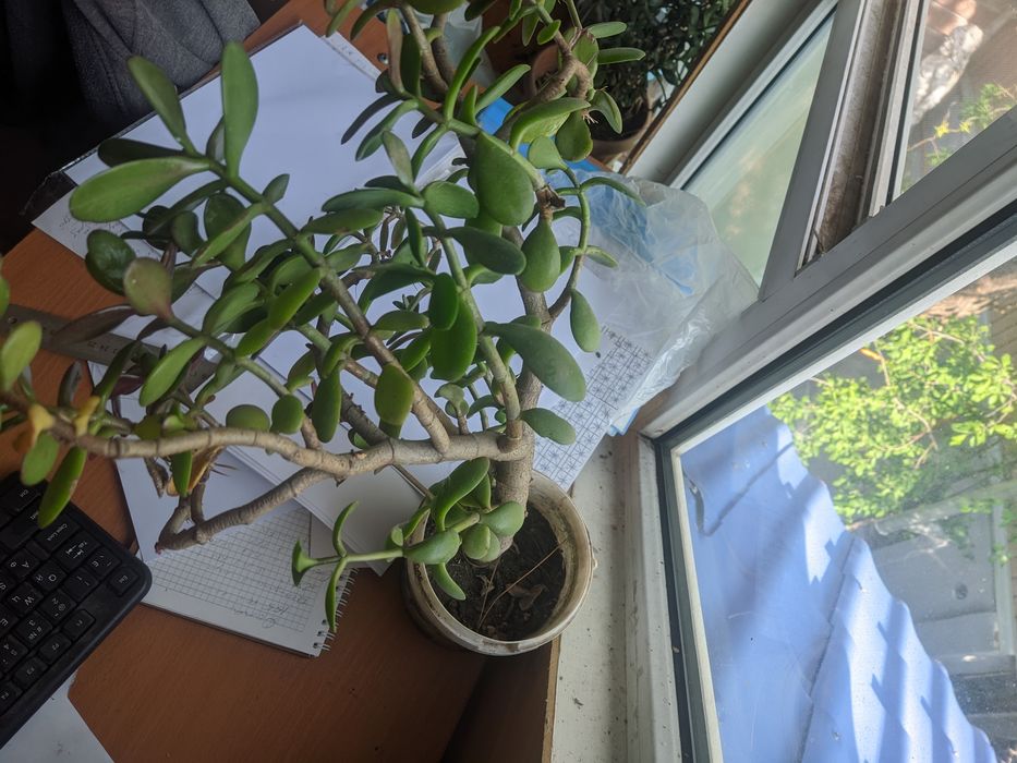 Денежное дерево мощное